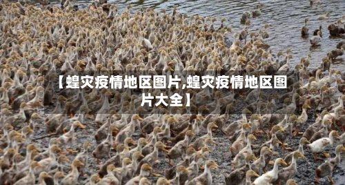 【蝗灾疫情地区图片,蝗灾疫情地区图片大全】-第3张图片