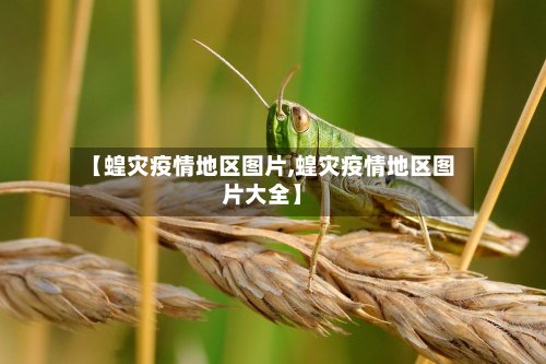 【蝗灾疫情地区图片,蝗灾疫情地区图片大全】-第2张图片