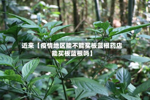 近来【疫情地区能不能买板蓝根药店能买板蓝根吗】