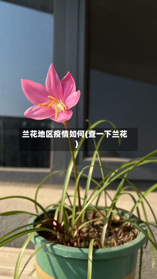 兰花地区疫情如何(查一下兰花)