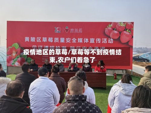 疫情地区的草莓/草莓等不到疫情结束,农户们着急了