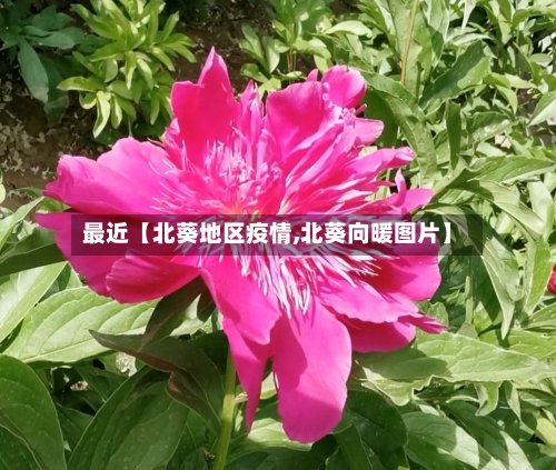 最近【北葵地区疫情,北葵向暖图片】-第3张图片