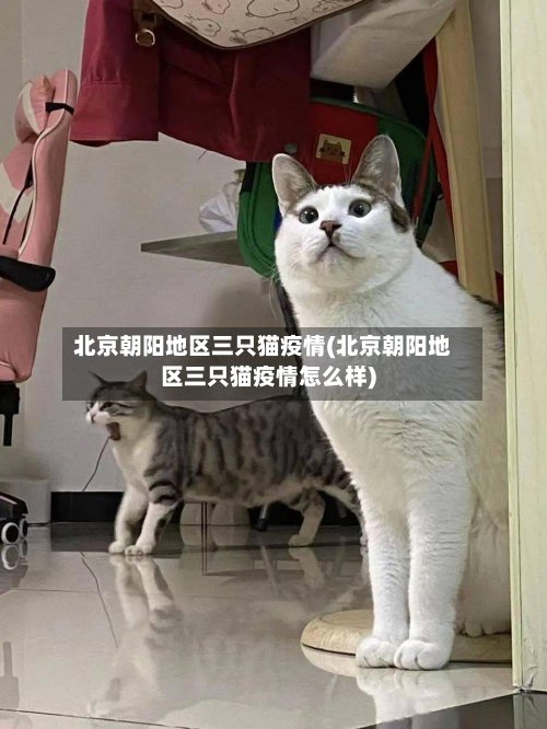 北京朝阳地区三只猫疫情(北京朝阳地区三只猫疫情怎么样)