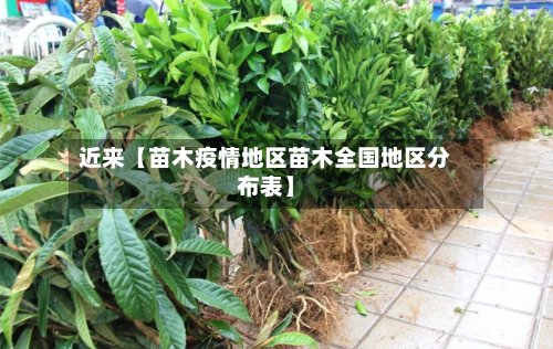 近来【苗木疫情地区苗木全国地区分布表】