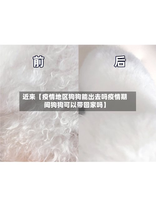 近来【疫情地区狗狗能出去吗疫情期间狗狗可以带回家吗】