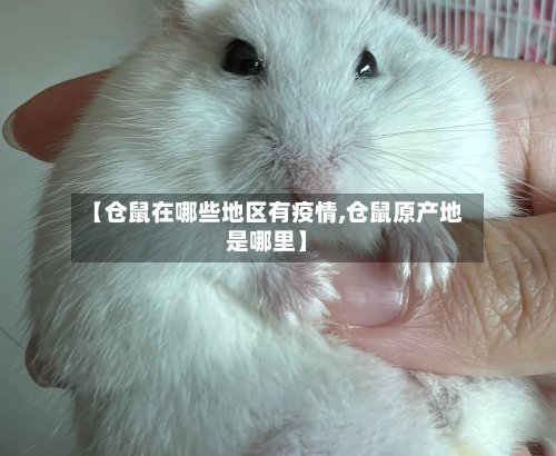 【仓鼠在哪些地区有疫情,仓鼠原产地是哪里】