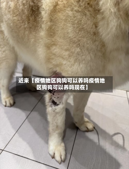 近来【疫情地区狗狗可以养吗疫情地区狗狗可以养吗现在】-第2张图片