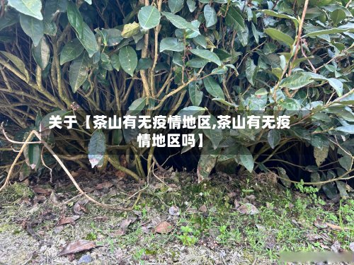 关于【茶山有无疫情地区,茶山有无疫情地区吗】-第2张图片