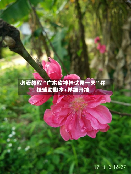 必看教程“广东雀神挂试用一天”开挂辅助脚本+详细开挂-第2张图片